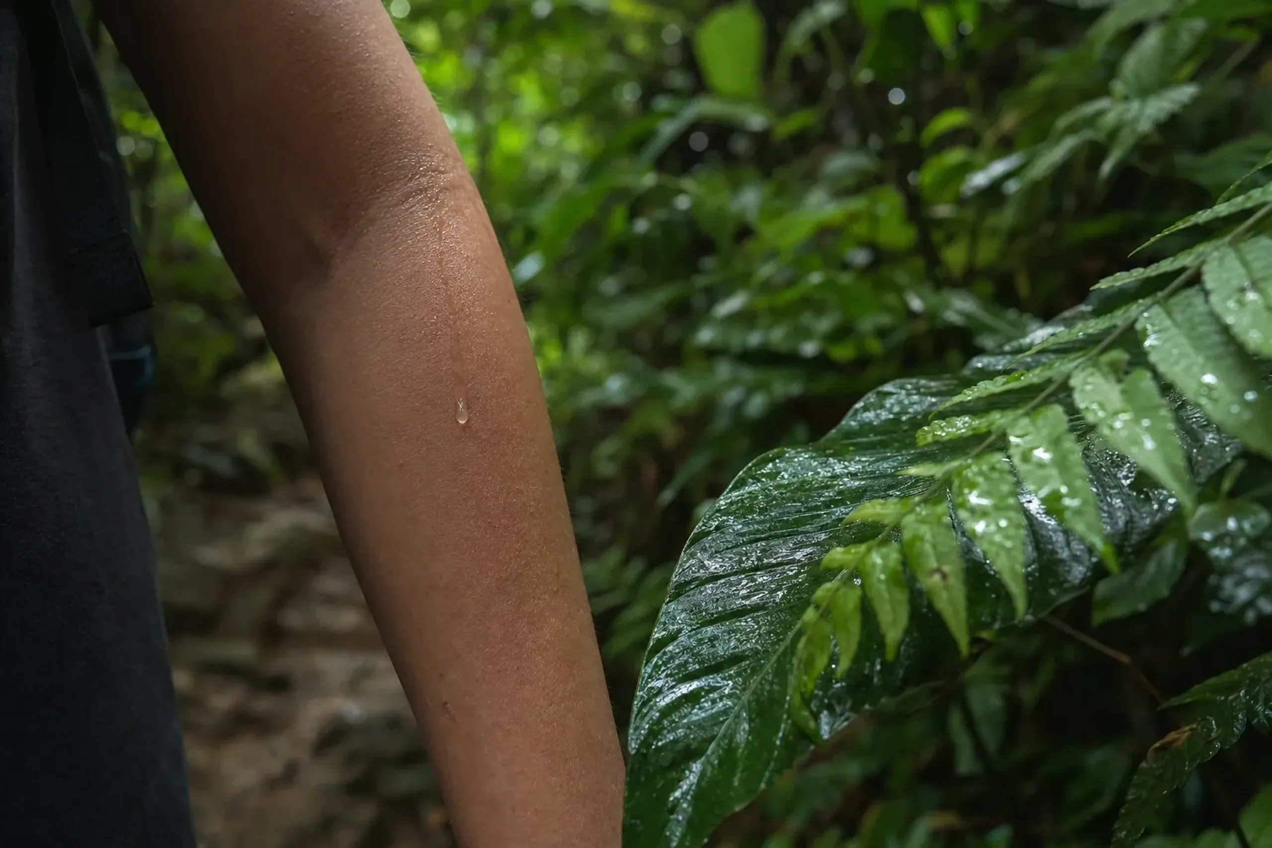 Summer turns the forest into a living greenhouse. Sweat arri