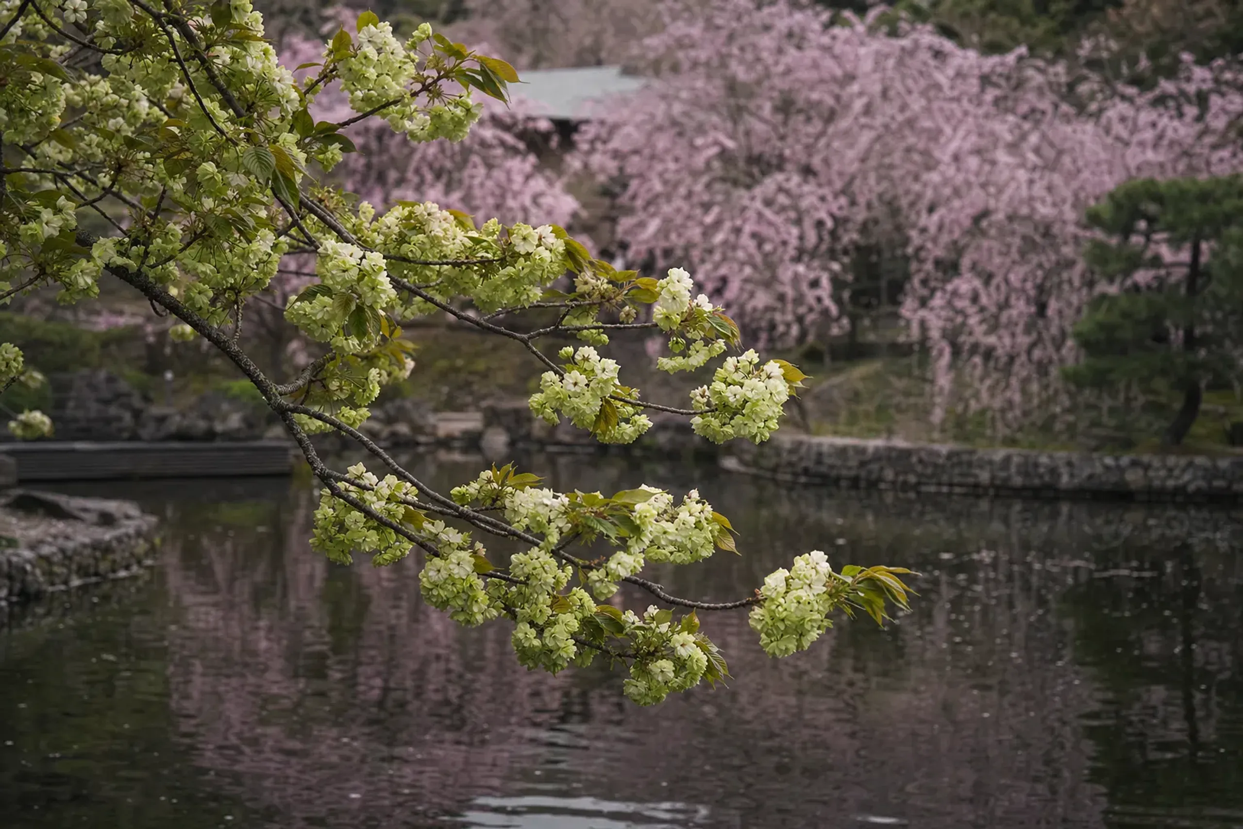 The pale-yellow Ukon variety cherry blossoms of Koishikawa Kōrakuen garden, set among weeping cherry trees and a Tokugawa-era landscaped pond