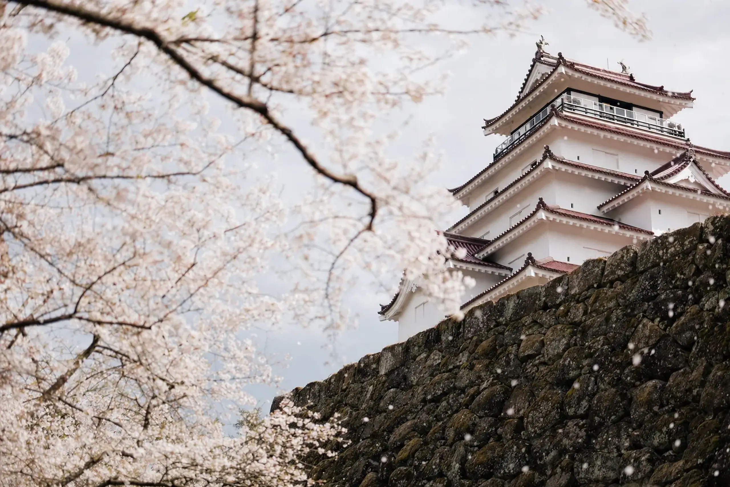 Tsuruga Castle’s blossoms typically reach full bloom in Apri