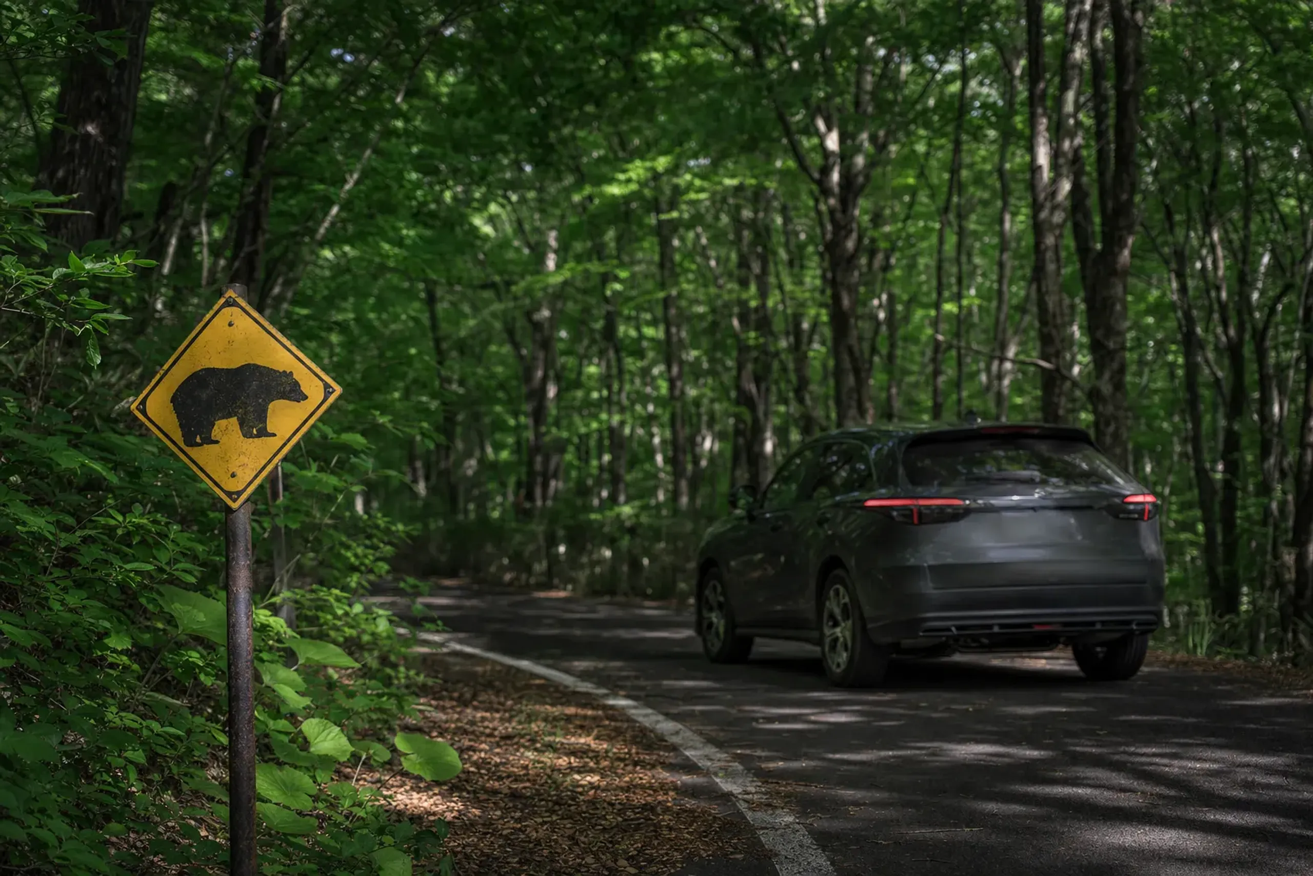 Urabandai is black bear habitat, so caution is required: car