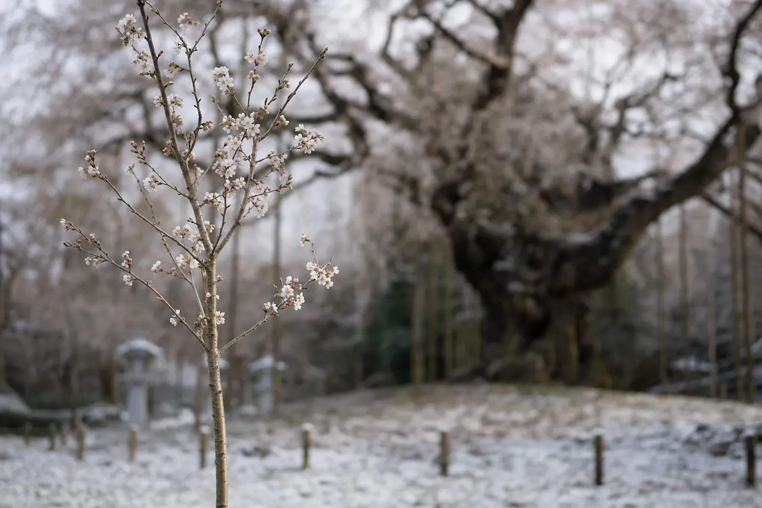 A young descendant seedling of the Usuzumi-zakura, transplanted in 1983, in bloom at a separate Gifu park, its slender trunk contrasting with the vast old parent tree