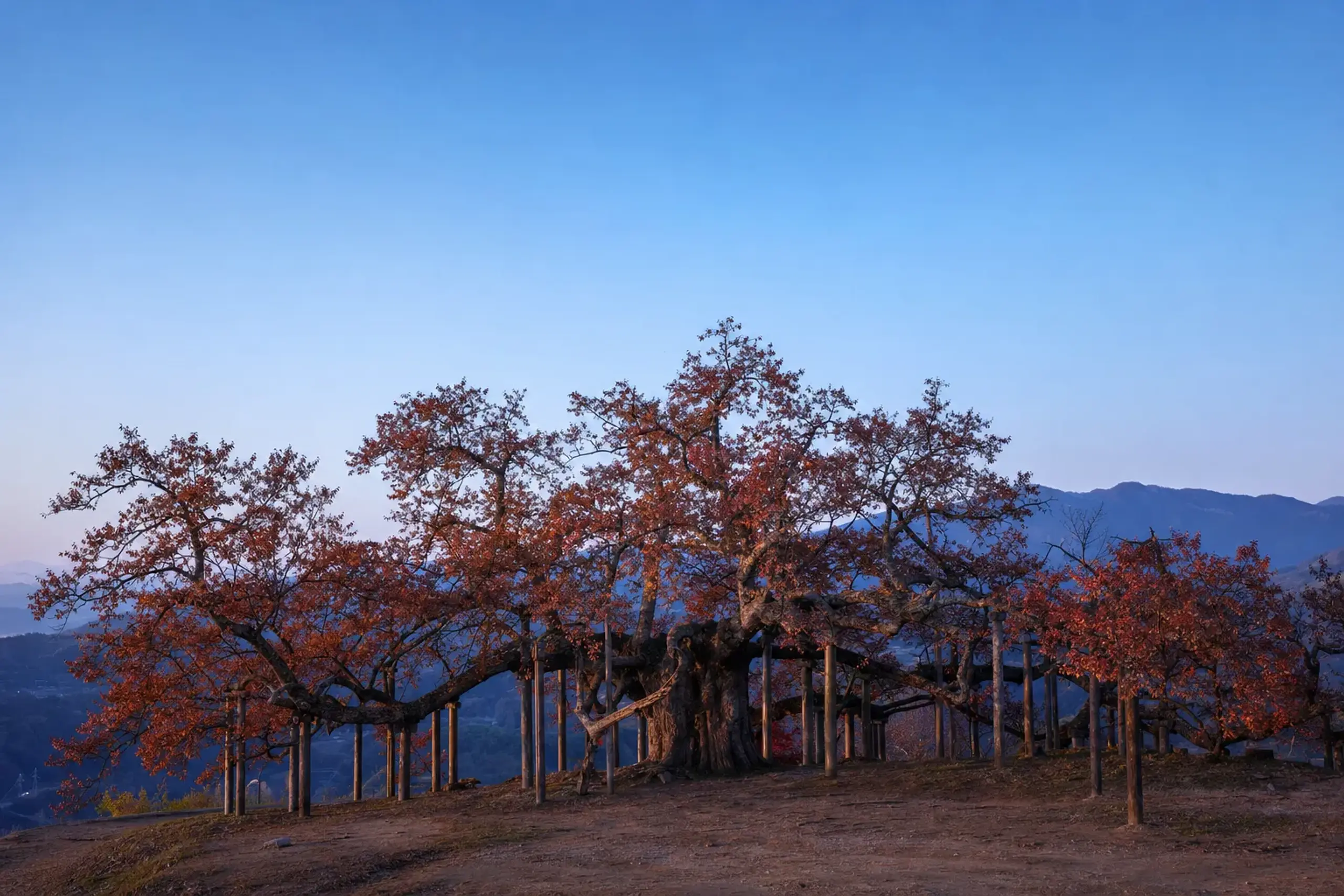 The full 27-metre east-west canopy spread of the Neodani Usuzumi-zakura supported by wooden props beneath its heavy horizontal branches