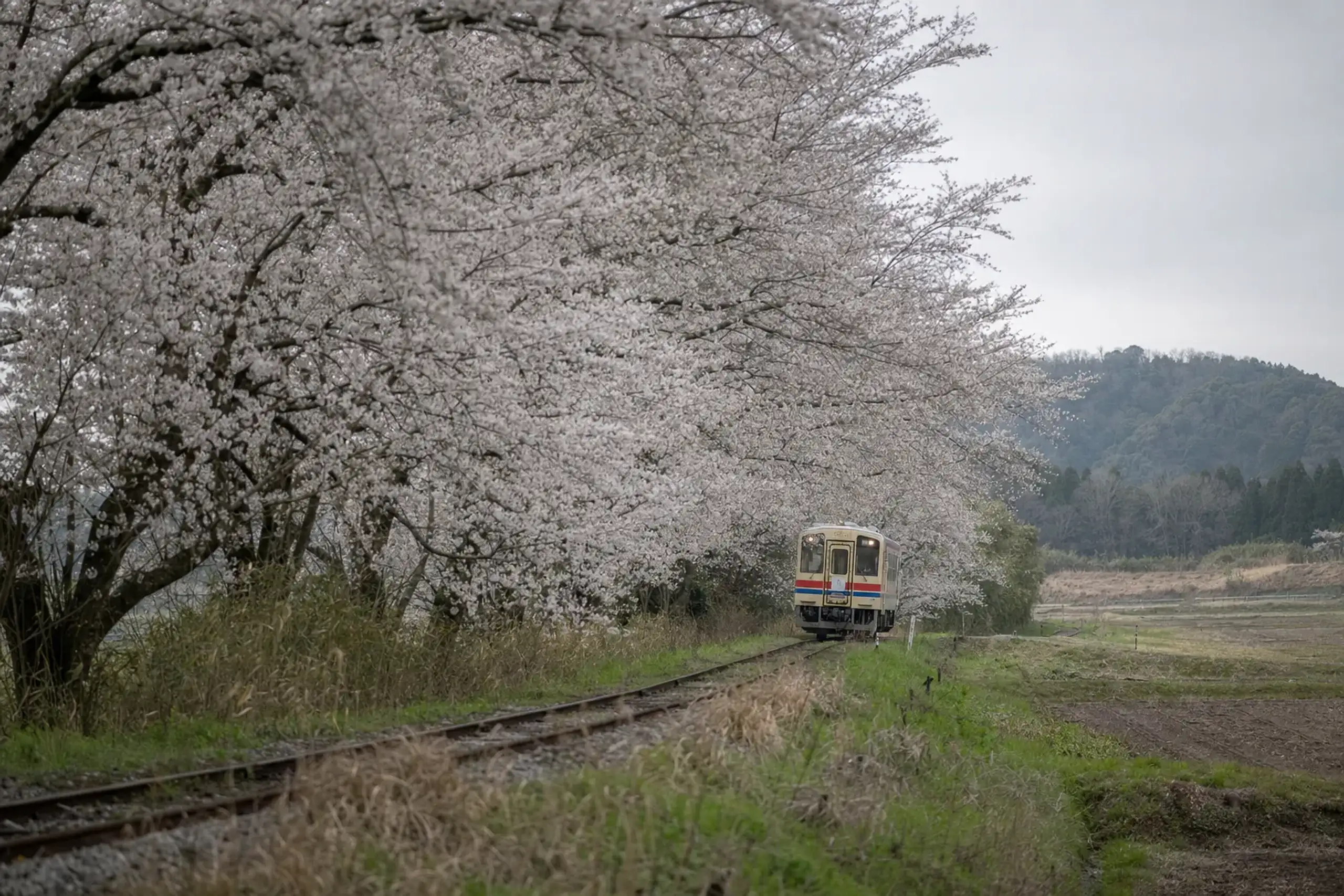 A single-car Tarumi Railway train passing through the Neo area of Motosu, Gifu, amid springtime cherry blossoms along the rural track