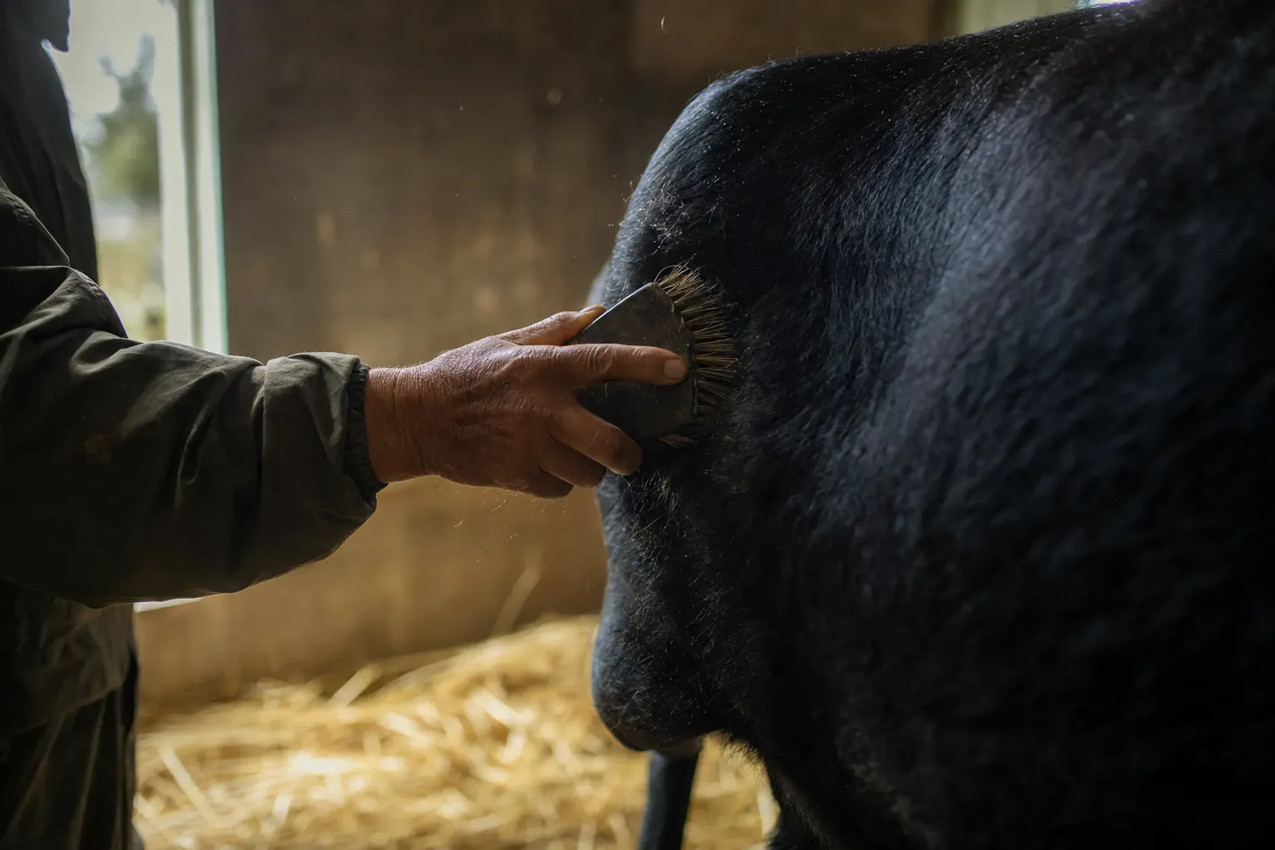 a wagyu farmer's weathered hands grooming a black Tajima-bred cow inside a clean, straw-bedded cattle shed