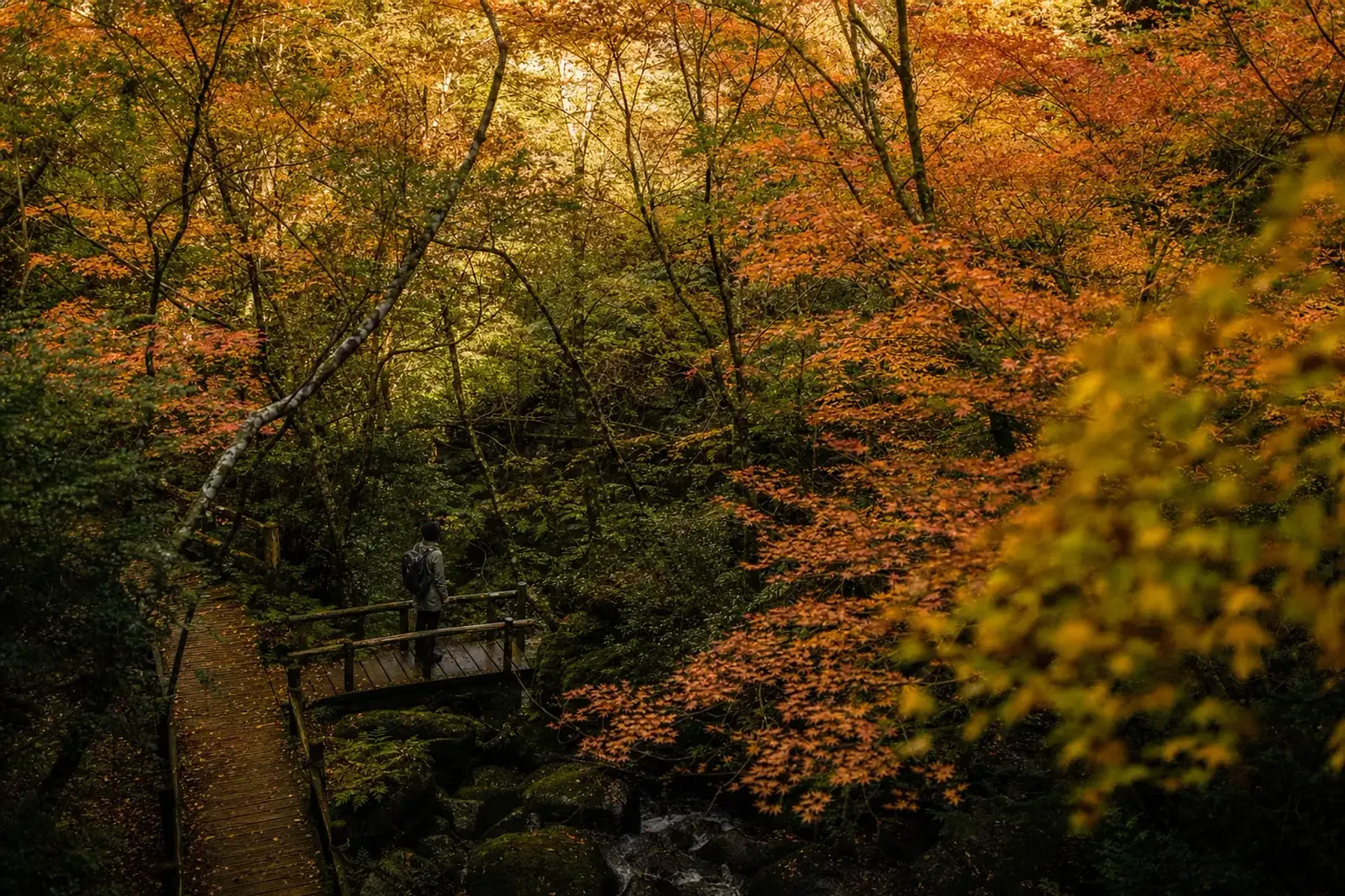 If you want a satisfying forest day without the full