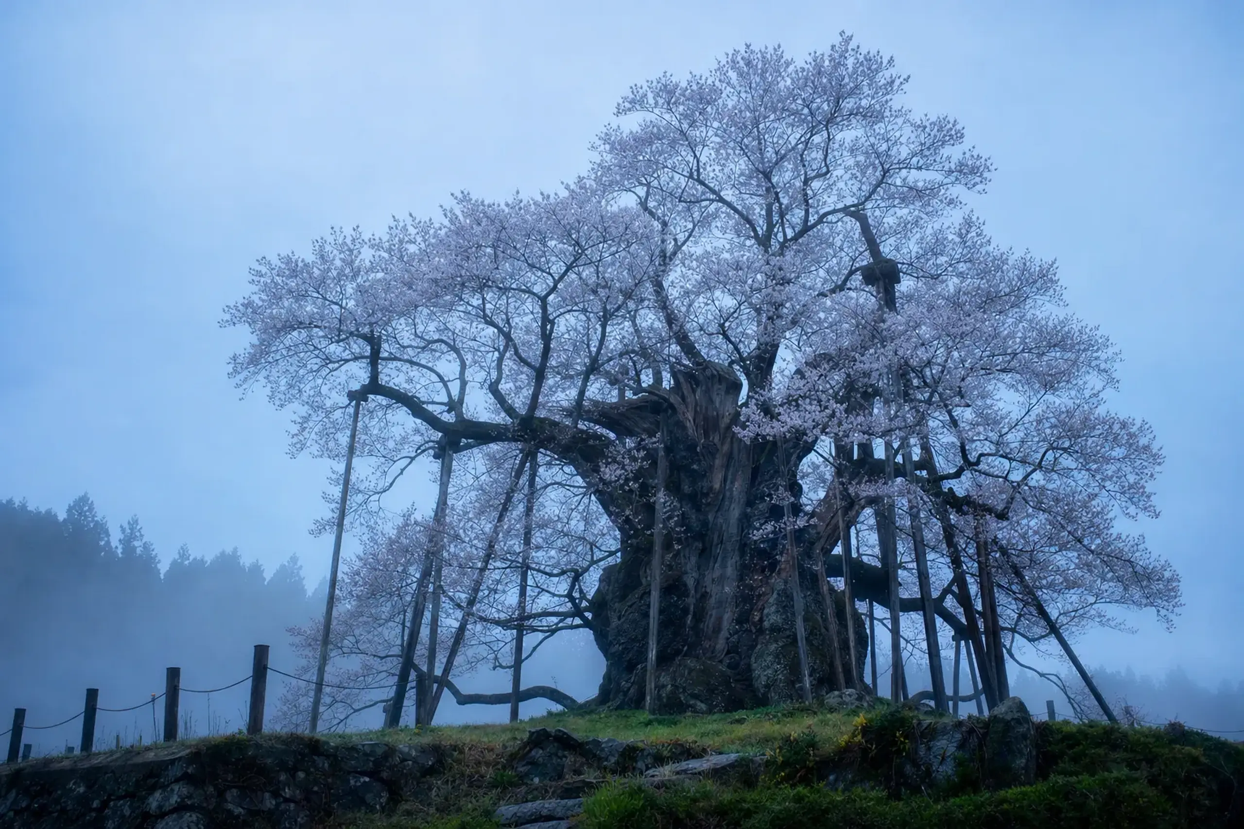 It is often described as roughly 10 metres tall, with
