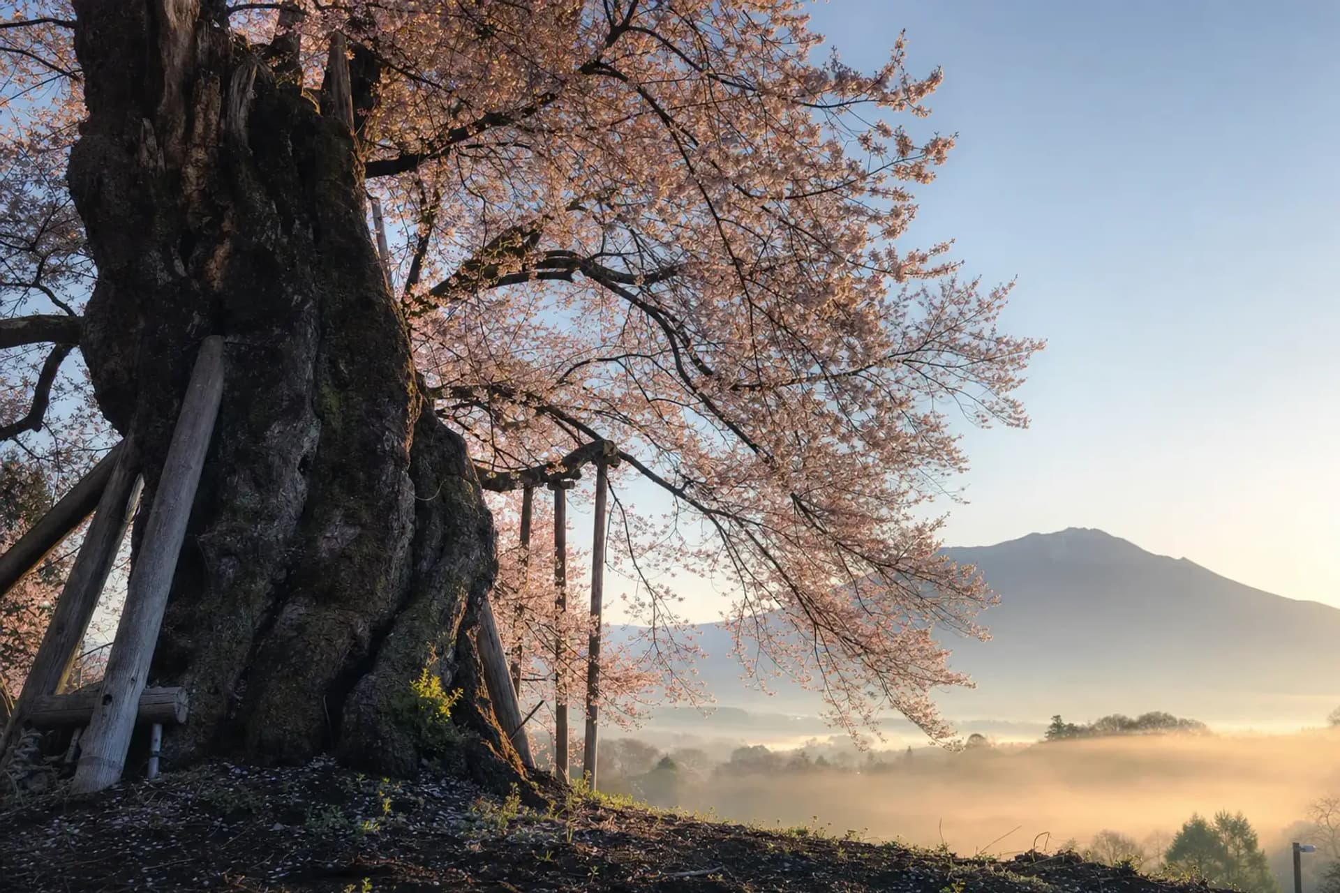 Yamataka Jindai Zakura: One Tree, Roughly 2,000 Springs