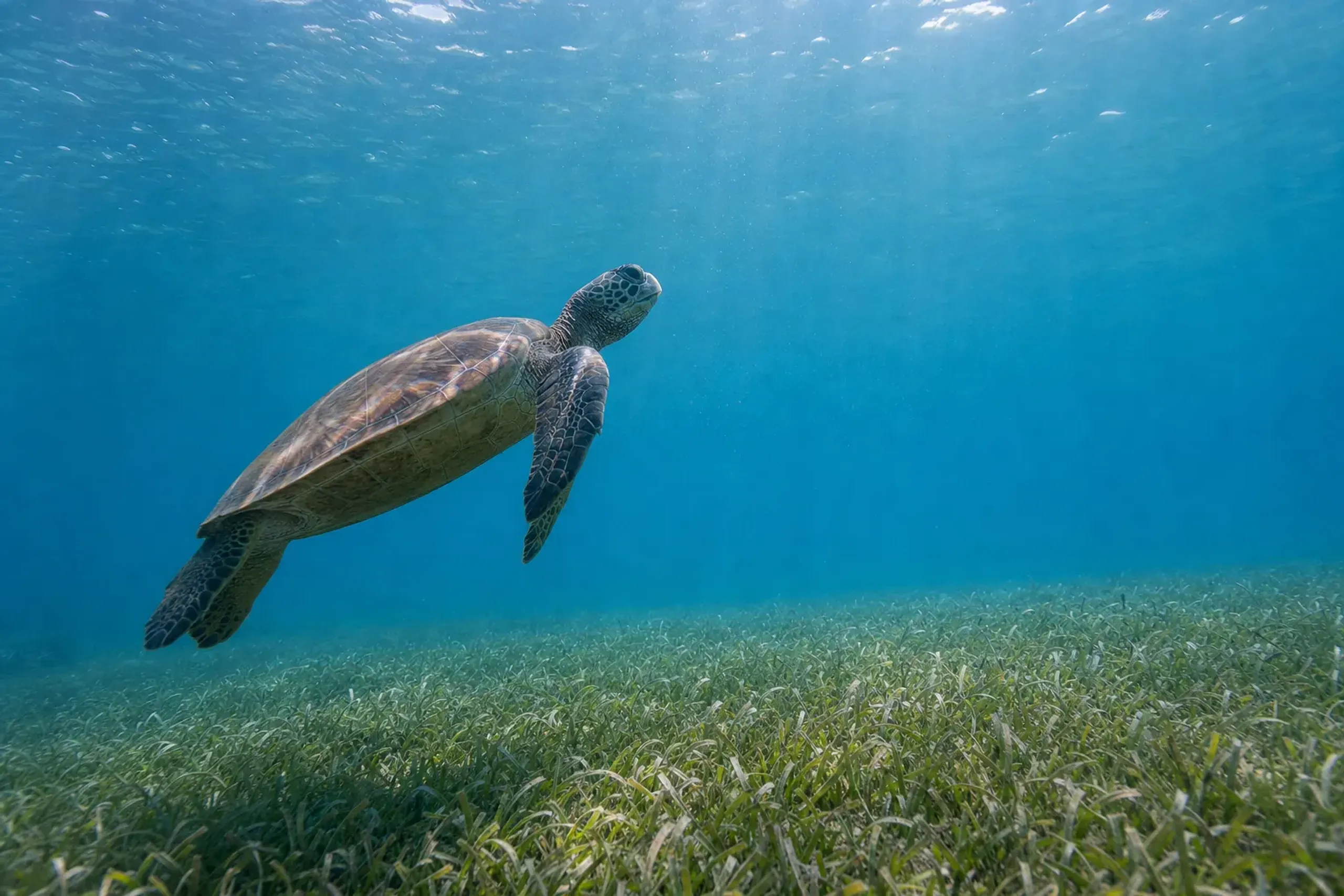 a green sea turtle drifting over seagrass in the clear reef waters around Yoron Island