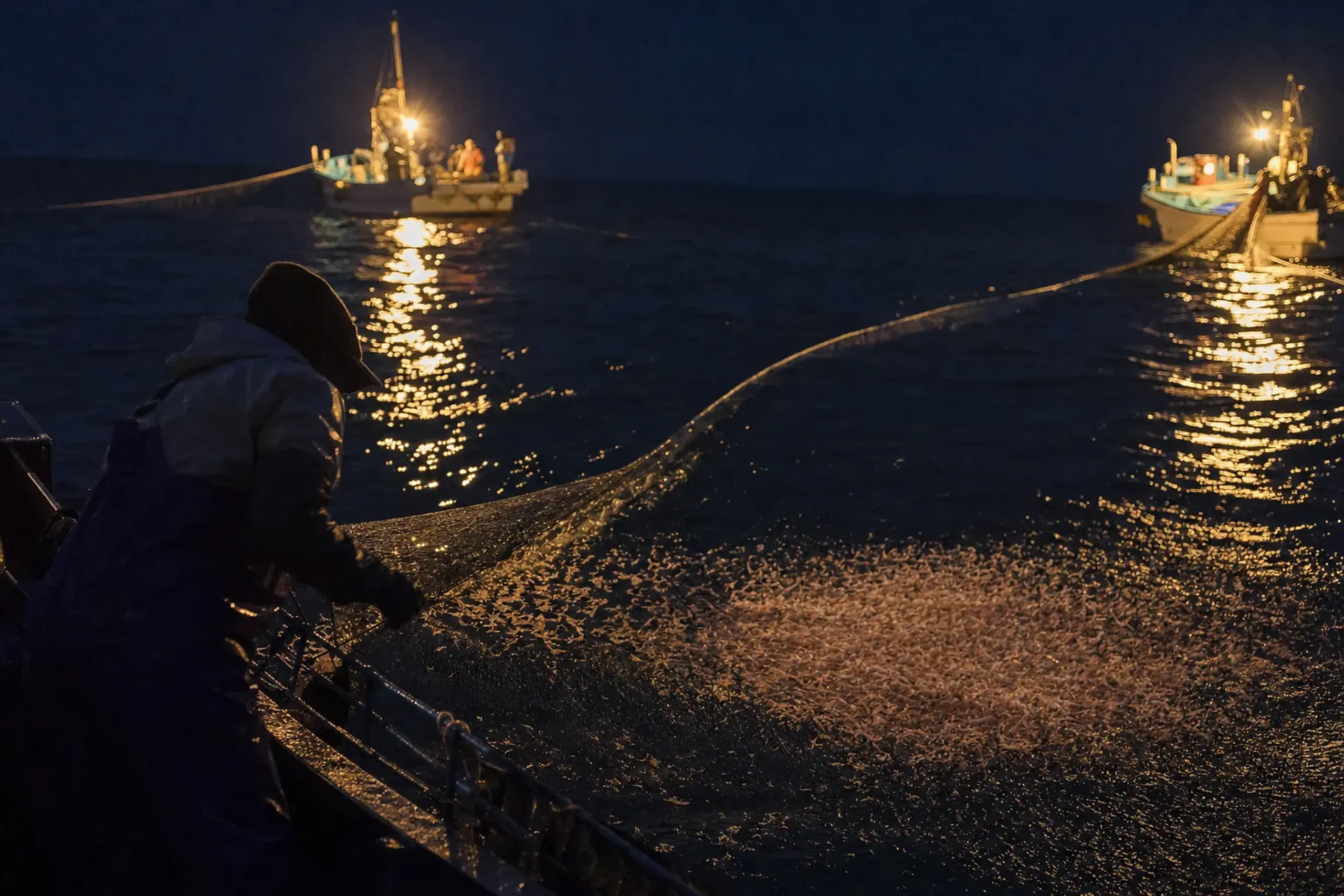In Suruga Bay, sakura ebi fishing is done at night
