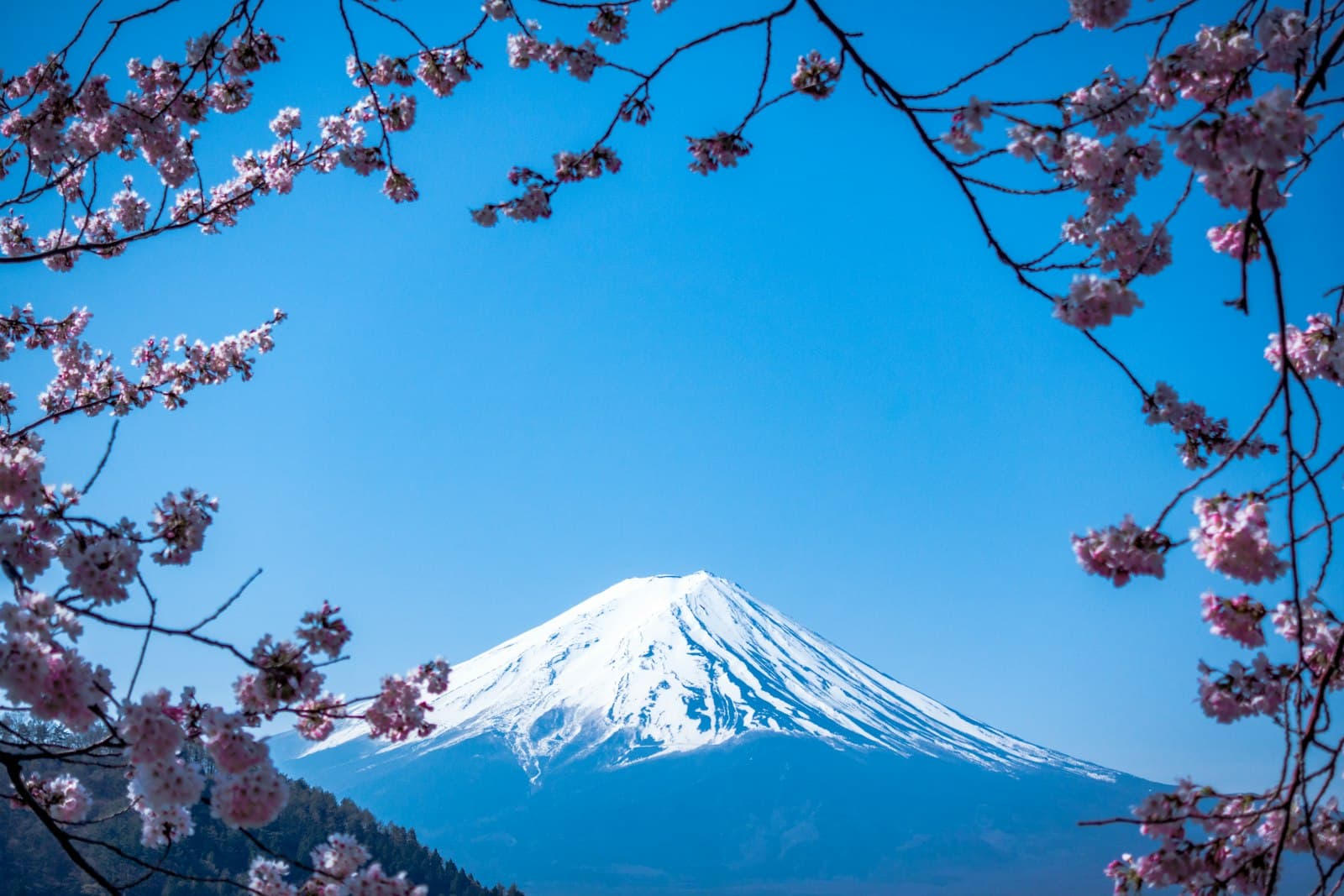 Mount Fuji with cherry blossoms
