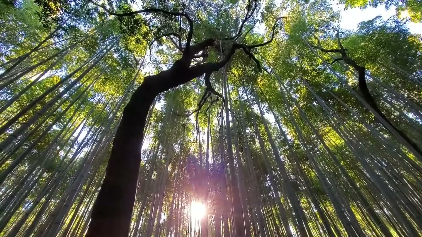 Sunlight through Arashiyama's bamboo canopy