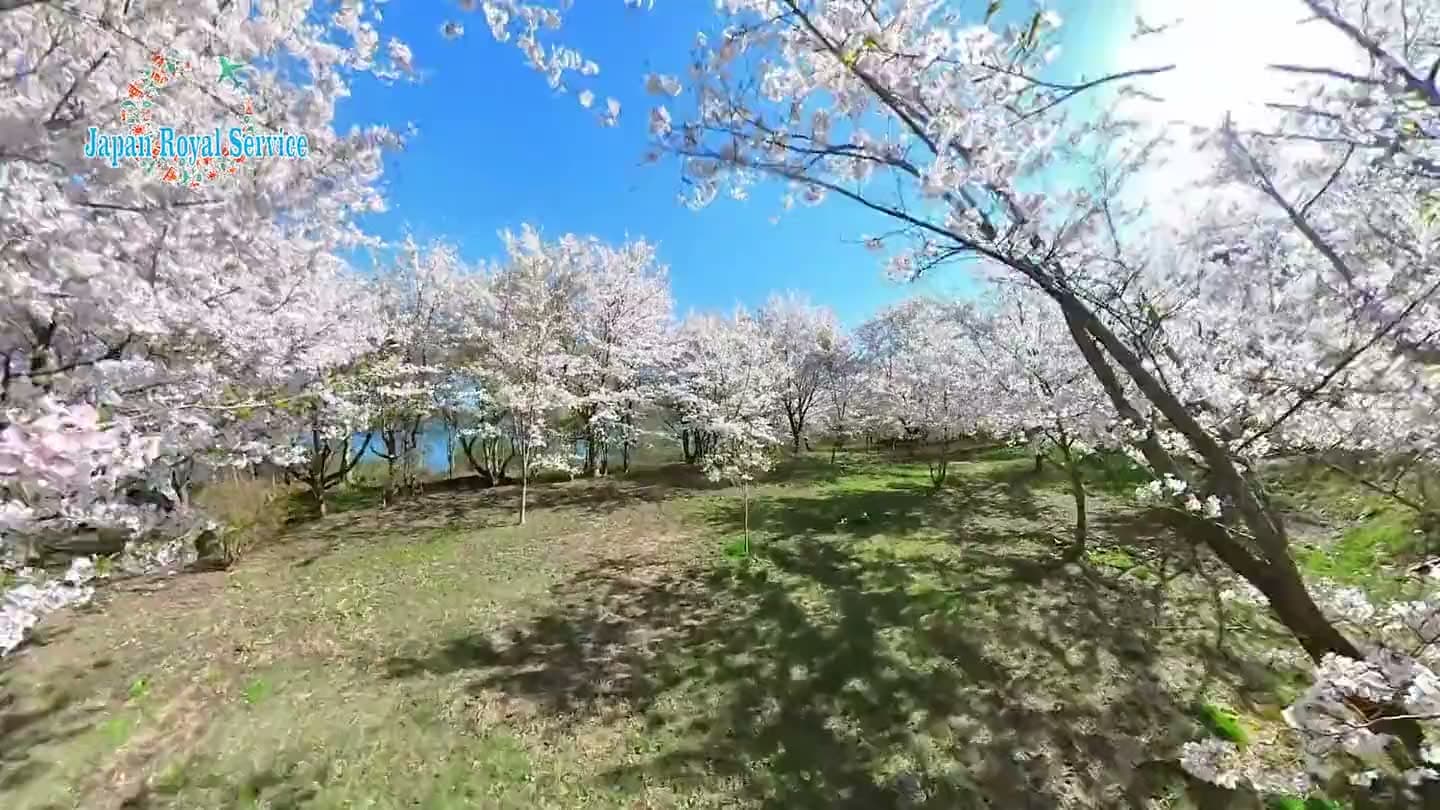 Drone glide through cherry blossoms in full bloom