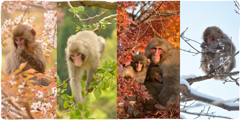 Arashiyama Monkeypark