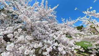 20210421　5K 桜満開　芦野公園　青森　SAKURA Cherry blossoms at ASHINO park AOMORI