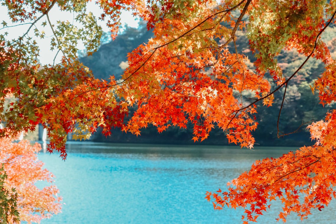 Japan Autumn Leaves Japan Royal Service