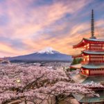 japan's cherry blossoms