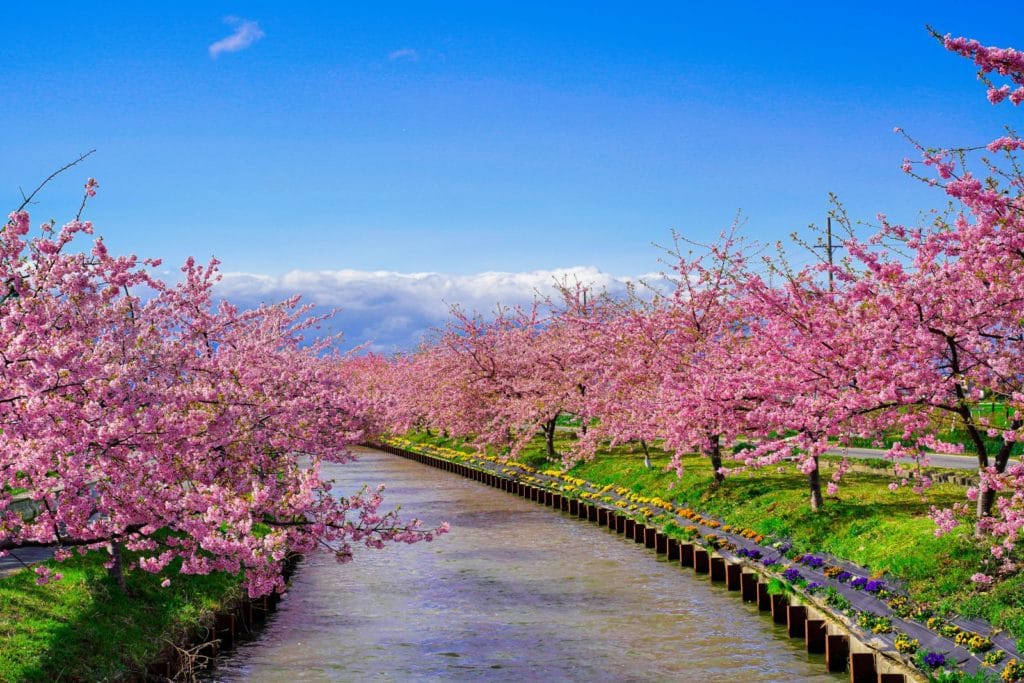 Kasamatsu Kawazu Zakura Road Parking Lot