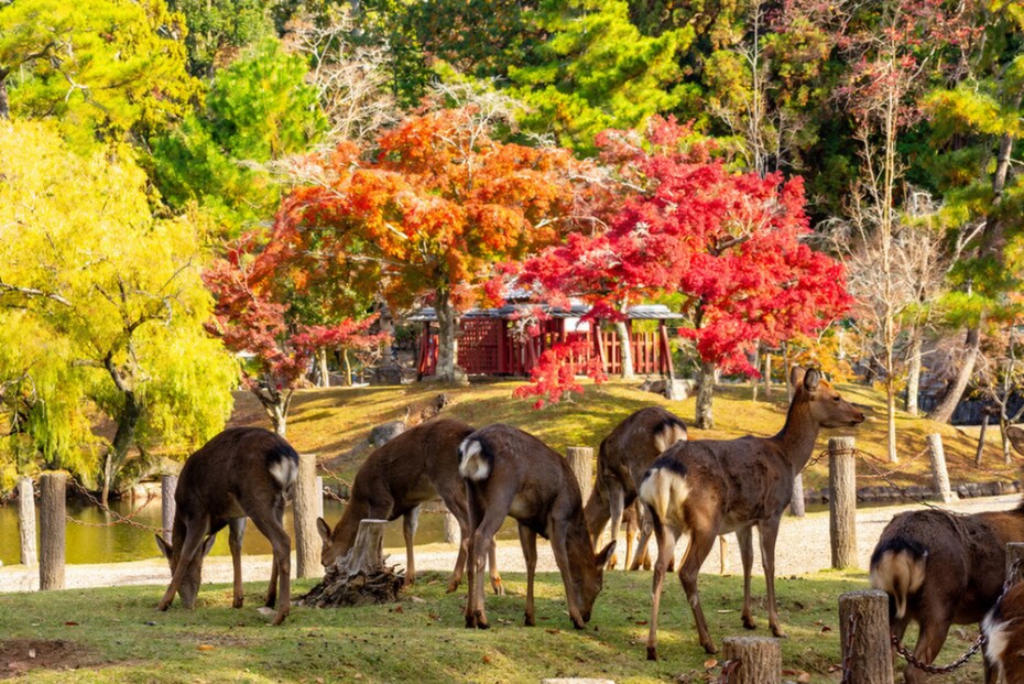autumn, luxury
