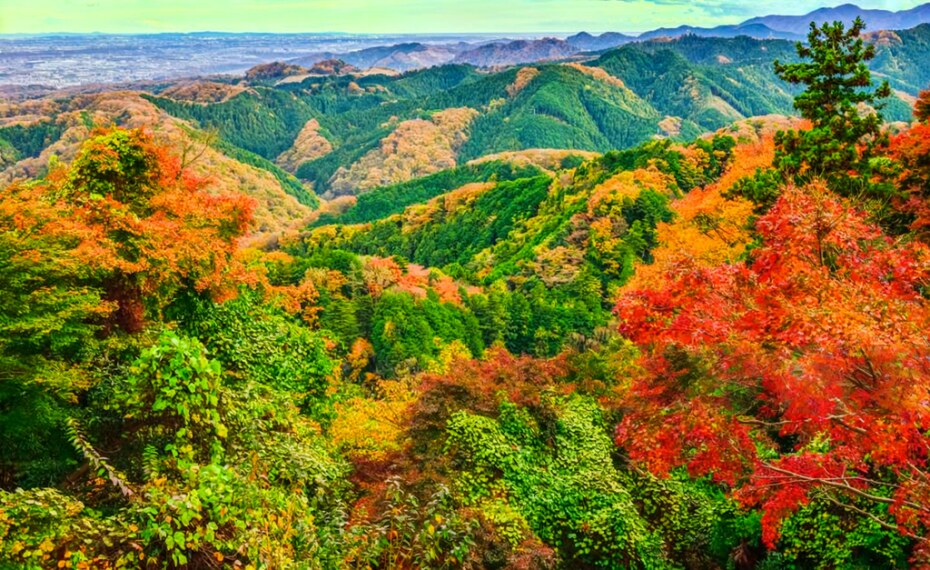 autumn, luxury