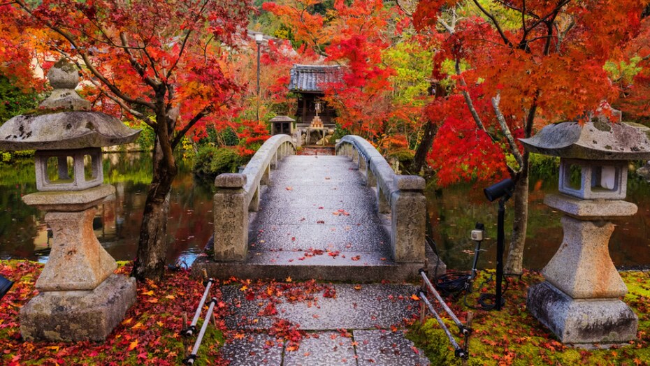 autumn, luxury
