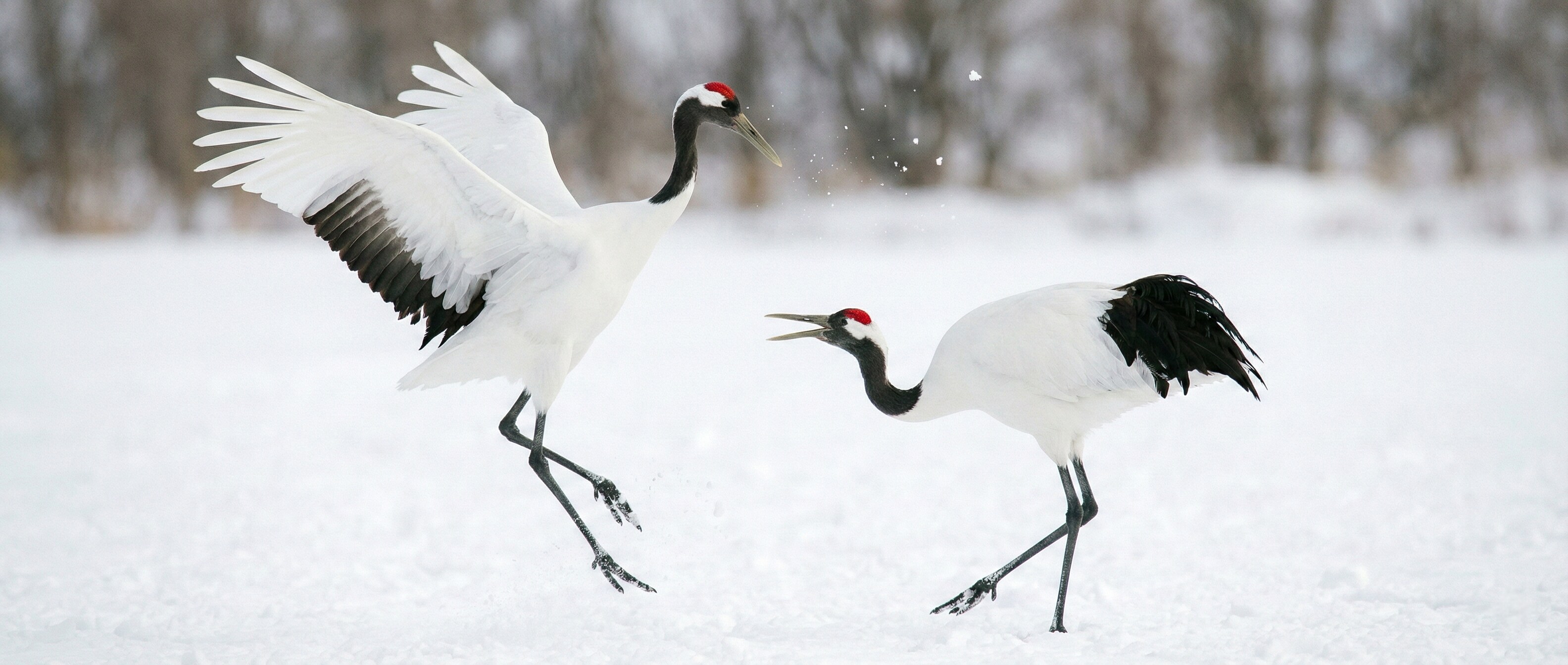 Pair of Japanese Red-Crowned Cranes dancing in the snow in Hokkaido