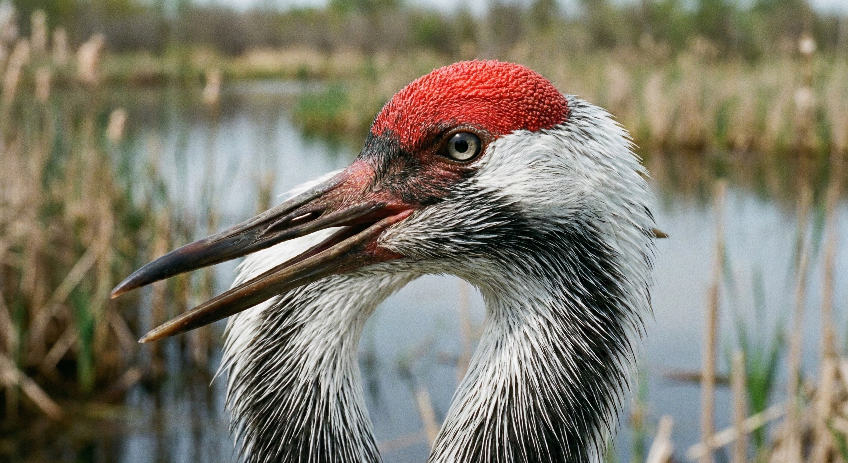 Close-up detail of a Red-Crowned Crane's face and red crown