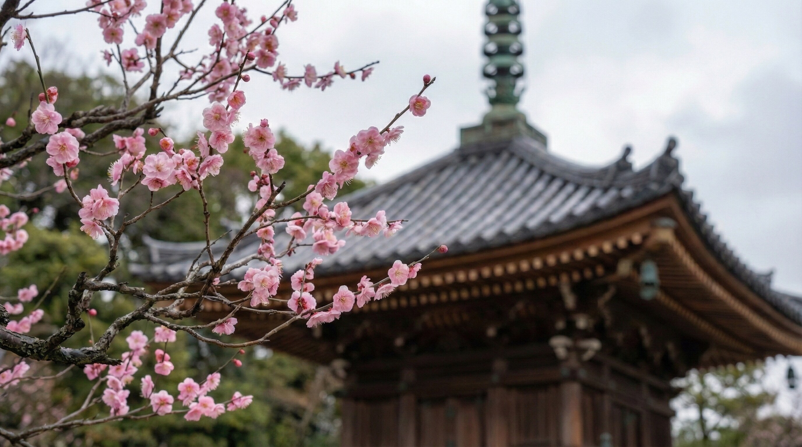 Delicate pink plum blossoms blooming at Kitano Tenmangu Shrine in Kyoto during late February.