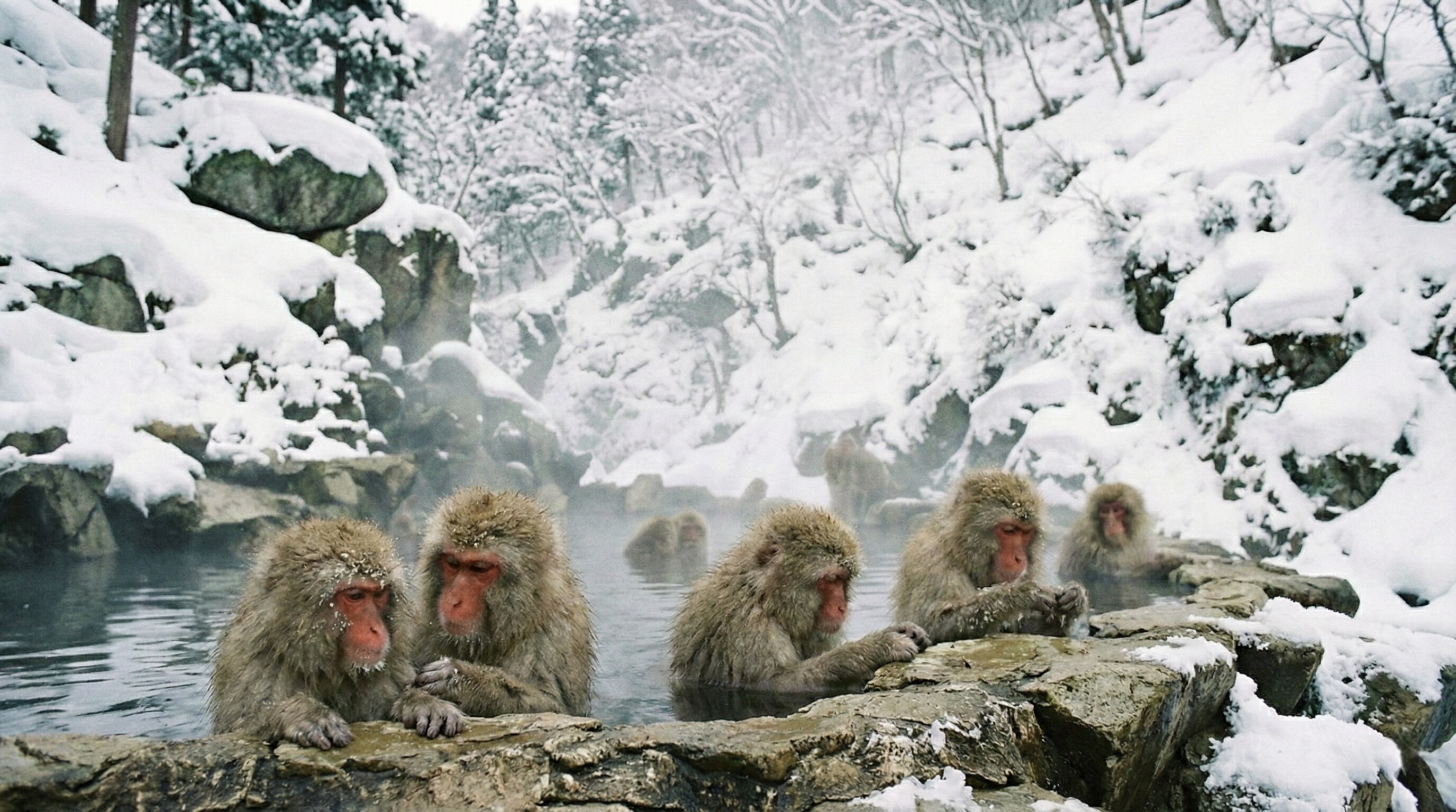 Snow monkeys in hot springs in Nagano Japan during winter