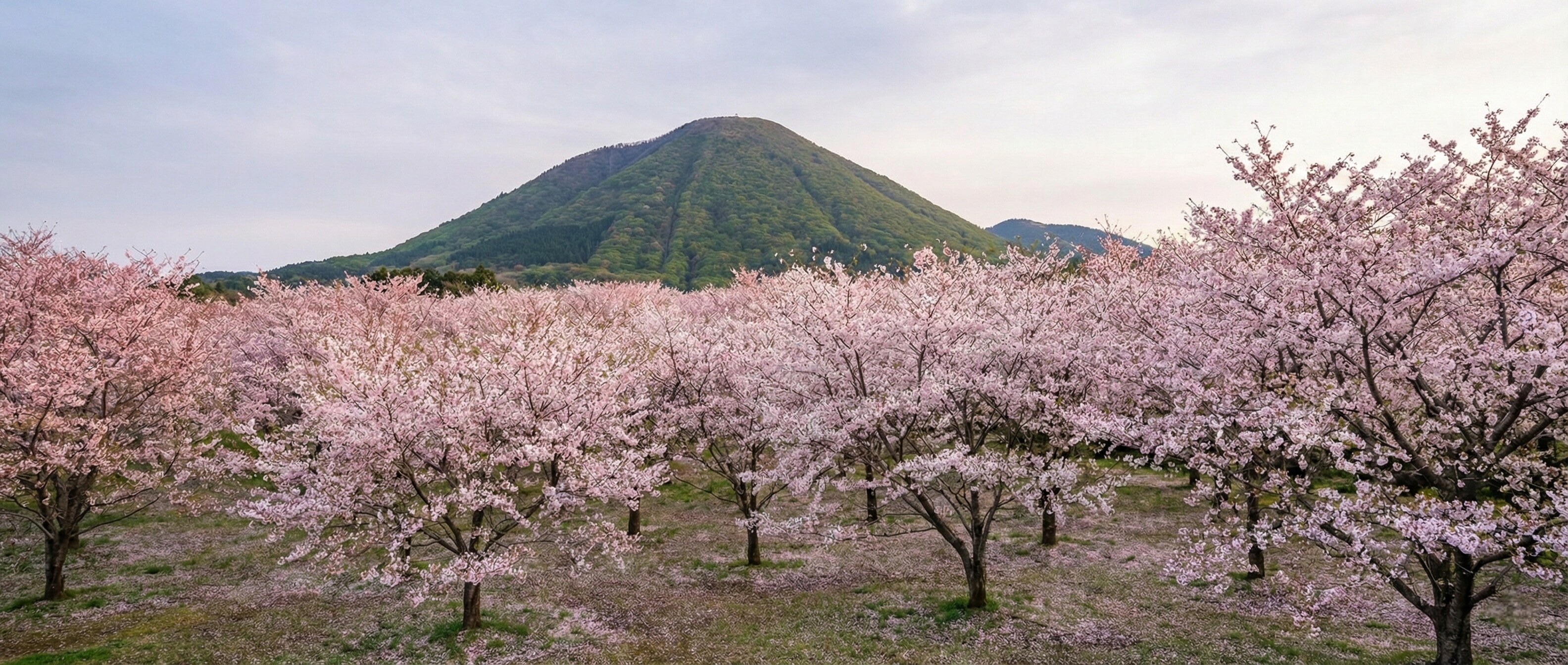 Hundreds of cherry trees in full bloom against the backdrop of the lush green Mount Omuro.