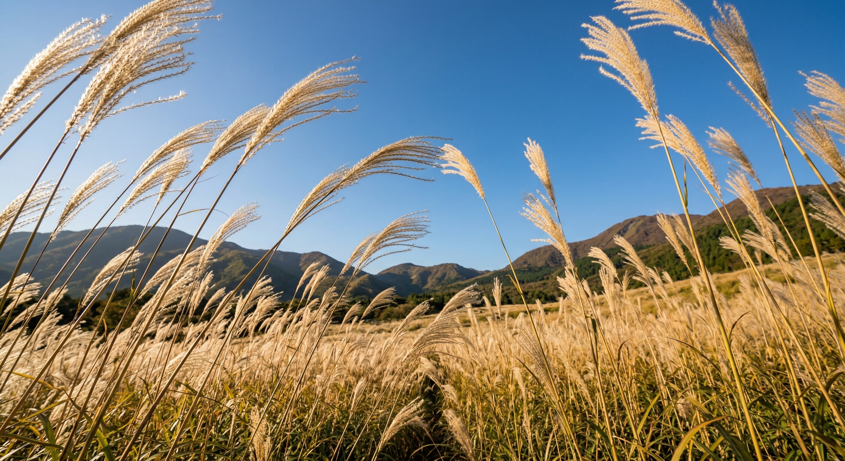A wide field of tall, golden pampas grass swaying in the wind under a clear blue sky.