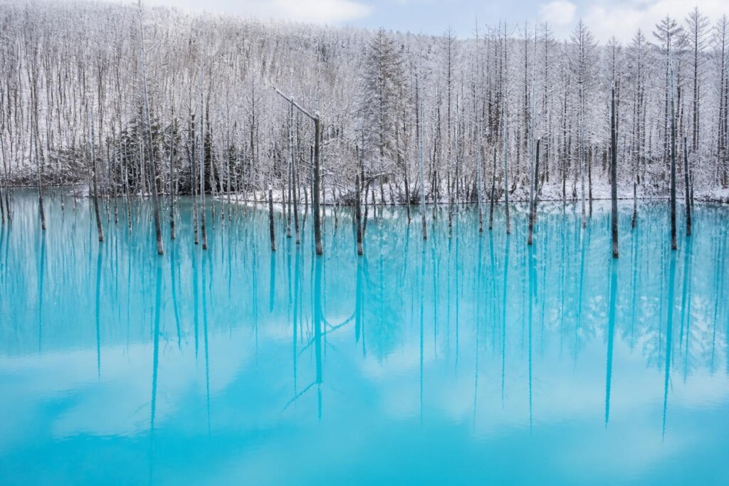 Snow-covered forest behind a turquoise lake with many leafless tree trunks standing in the water.