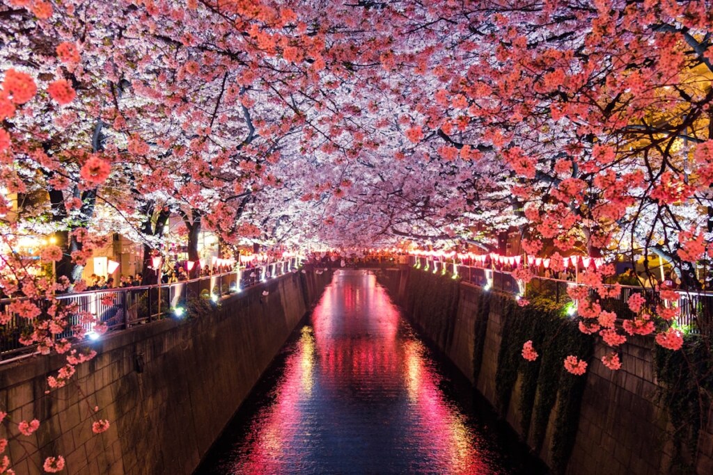 Nighttime festival along a canal with cherry blossoms overhead, pink flowers and lanterns reflecting on the water.