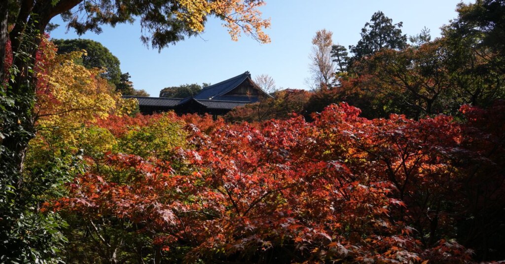 Autumn red maple trees in front of a traditional temple roof under a clear blue sky.