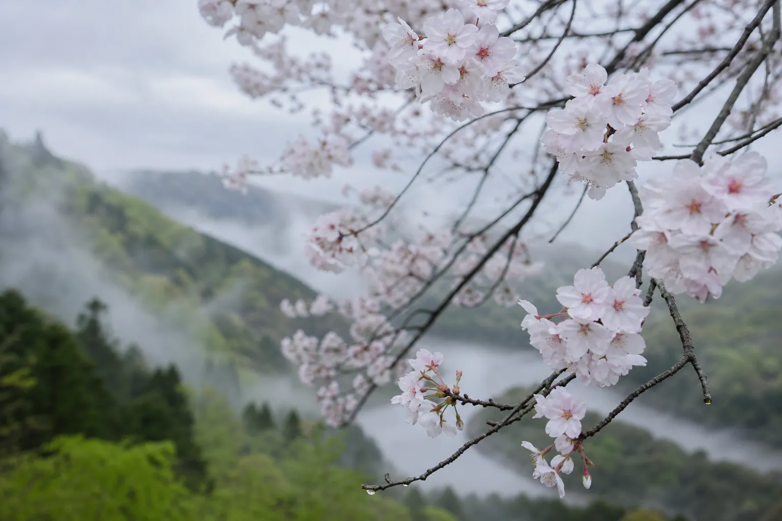 Pale pink five-petal Somei Yoshino cherry blossoms blooming before any leaves appear