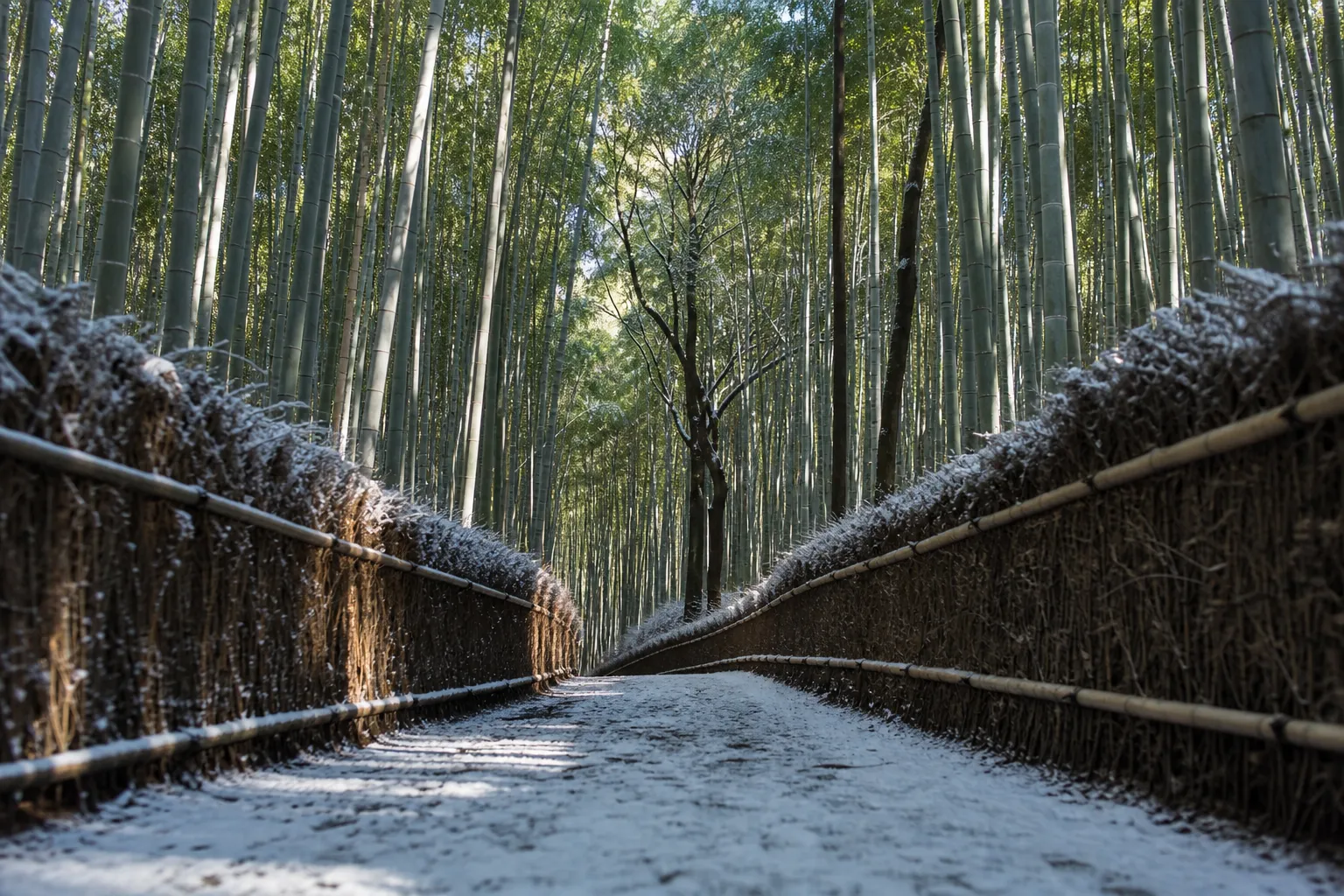 Empty Arashiyama bamboo grove in Kyoto at early morning with soft light and mist