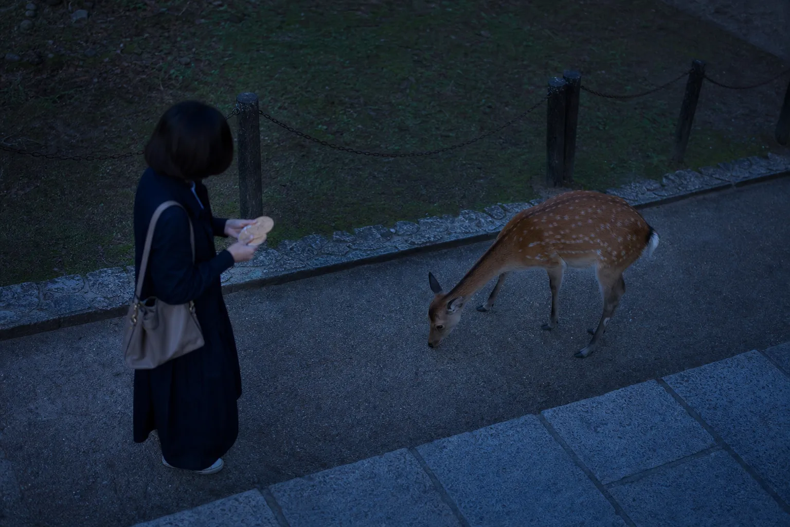 A Nara deer bowing its head to request deer senbei crackers from a calm visitor