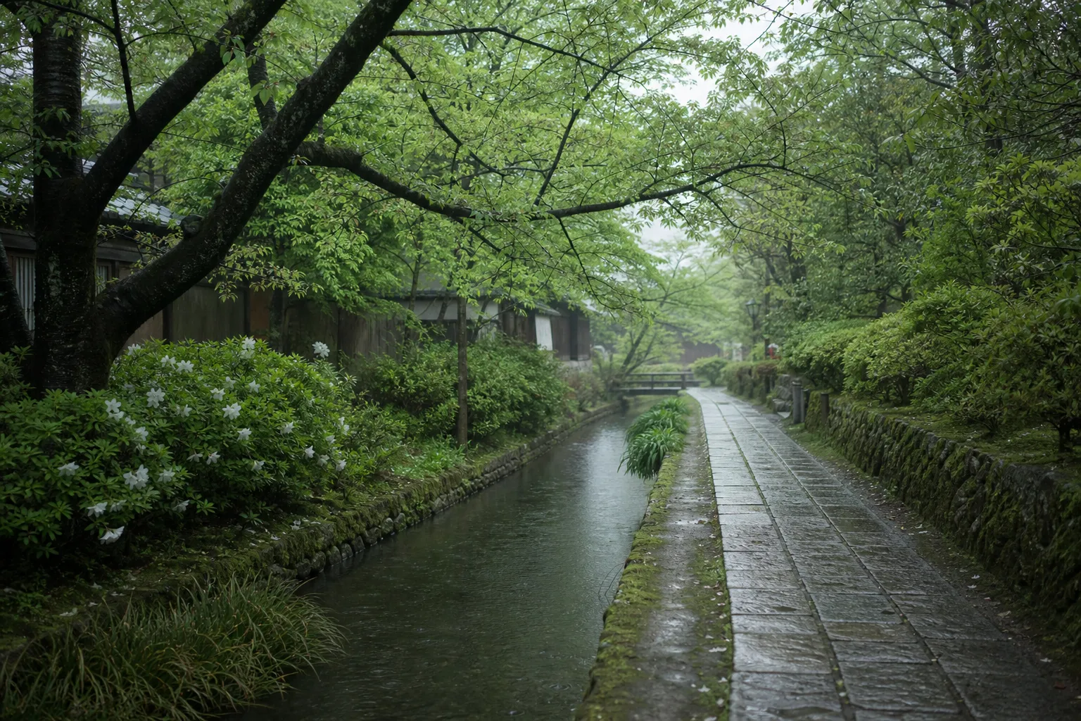 Empty Kyoto canal path beneath arching cherry blossoms at dawn with no crowds