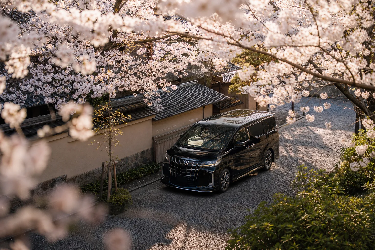 Black luxury minivan on a quiet street beneath blooming Somei Yoshino cherry blossoms