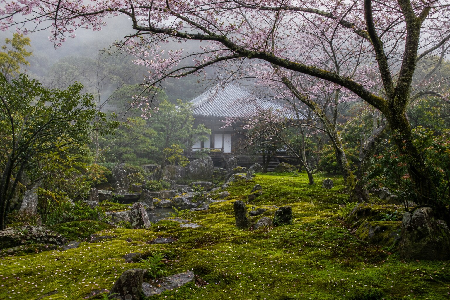 Morning sunlight hitting a quiet moss garden in a hidden Tokyo temple