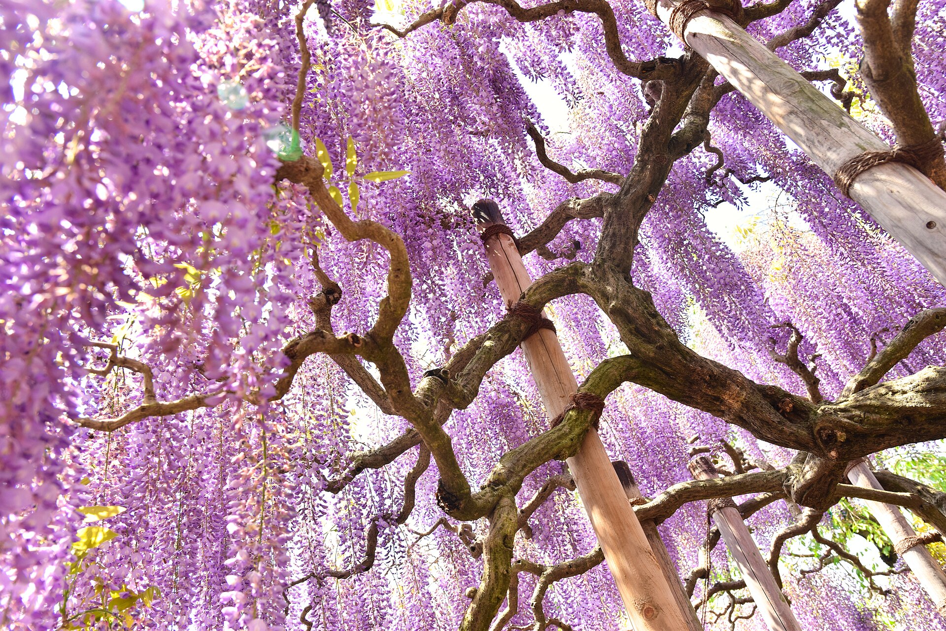 Ashikaga flower park
