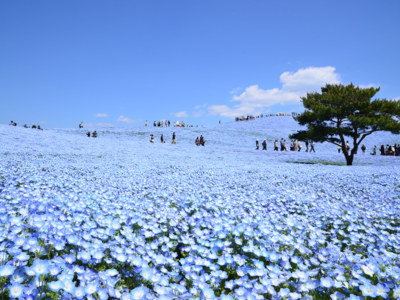 Flowers – 国営ひたち海浜公園