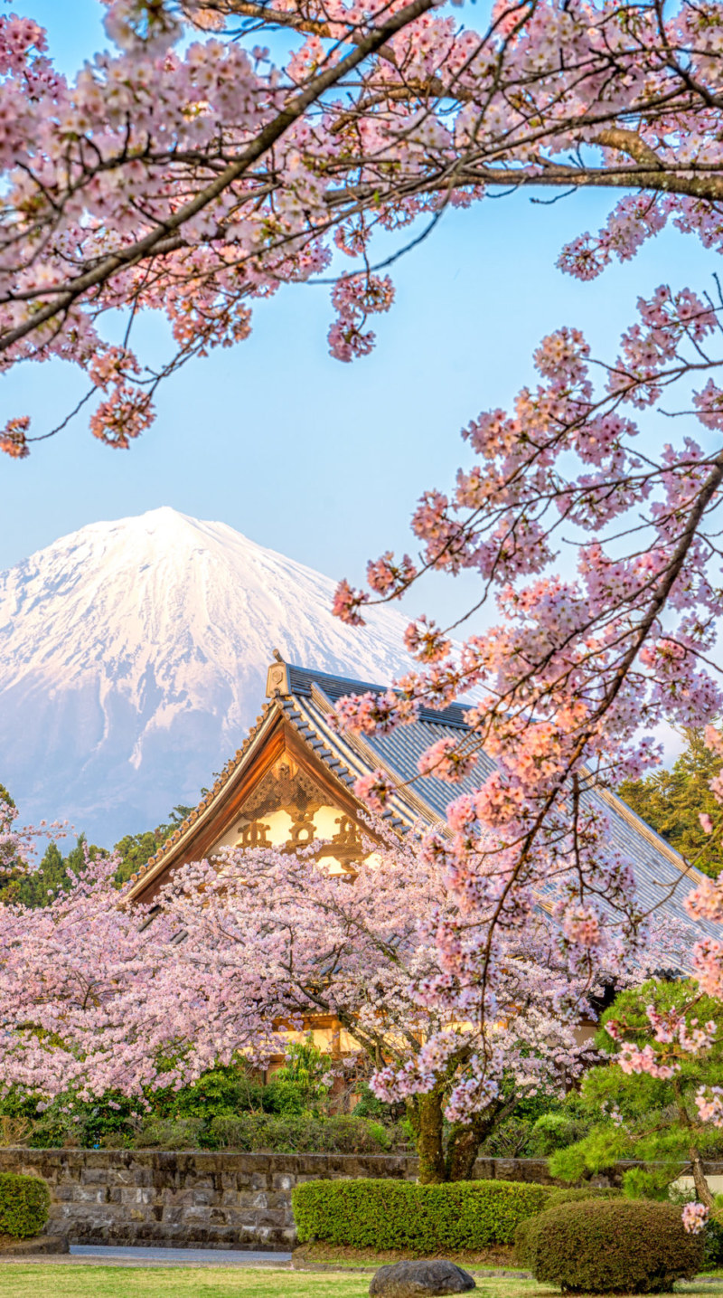 fuji into cherry blossam