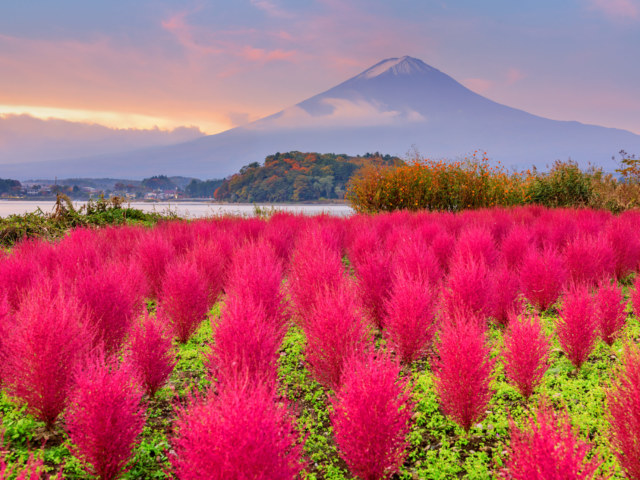 Fuji Mountain, Japan with kokia bushes at Oishi Park in autumn.