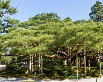 Kenrokuen garden