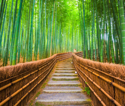 Kyoto, Japan in the bamboo forest.