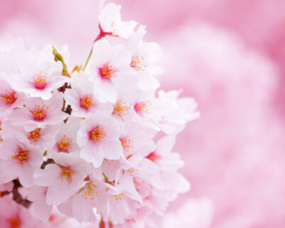 Sakura Sakura