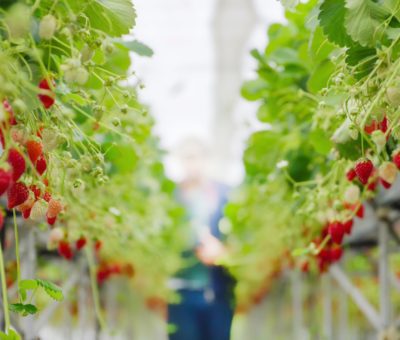 strawberry-farm-2022-11-14-07-04-46-utc