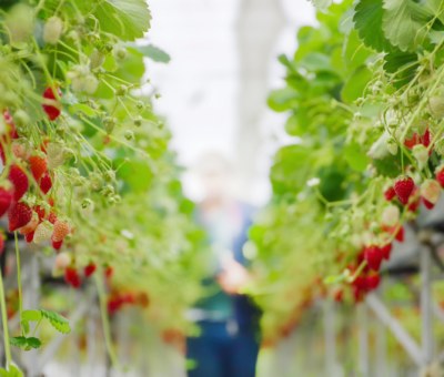 strawberry-farm-2022-11-14-07-04-46-utc